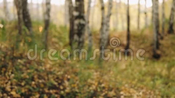 秋天的树叶在缓慢的运动中飘落阳光透过森林中的树木美丽的风景背景视频的预览图