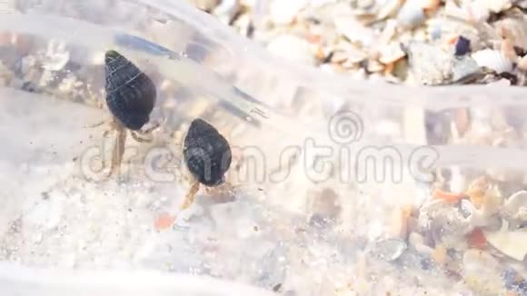 两只寄居蟹在装满水的容器里爬行视频的预览图