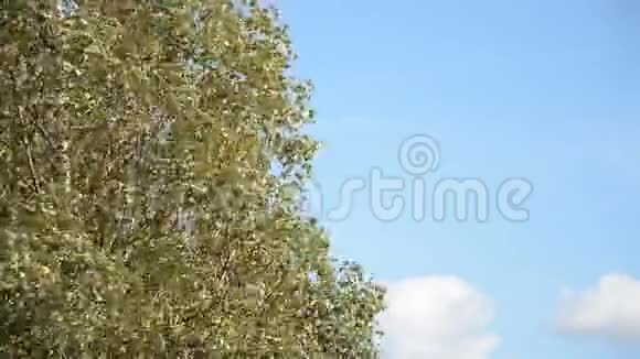 年轻的桦树和蓝天背景视频的预览图