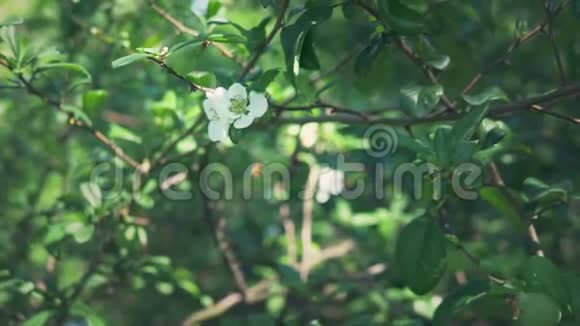 特写镜头一种开花的日本有绿色的果实美丽的白花和绿色的果丛视频的预览图