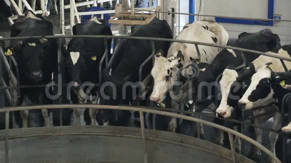 在农场自动挤奶奶牛视频的预览图