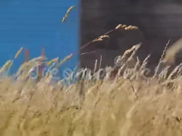 风在草丛里视频的预览图
