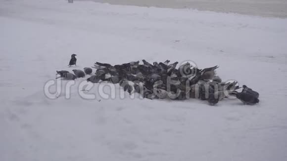 一大群鸽子在城里寻找食物霜冻的天气下着雪冬天特写镜头慢镜头视频的预览图