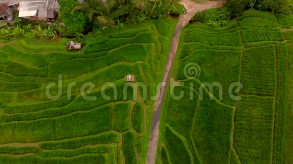 巴厘岛一个美丽的水稻梯田的空中拍摄医生向下移动视频的预览图