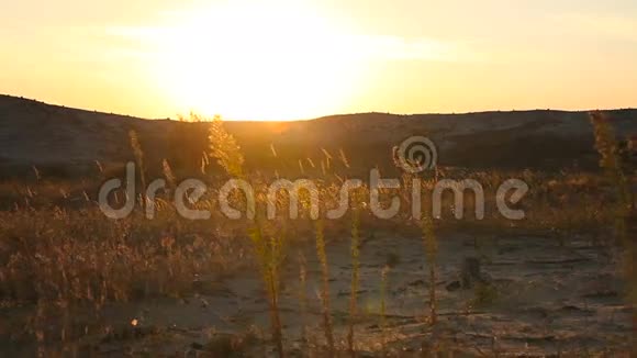 日落时沙漠中的草视频的预览图