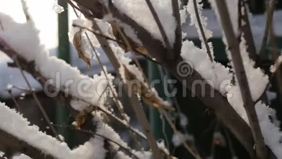 雪缓慢地落在无叶的树枝上冬季圣诞节背景视频的预览图