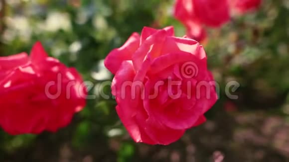 花园里美丽的红玫瑰晴天视频的预览图