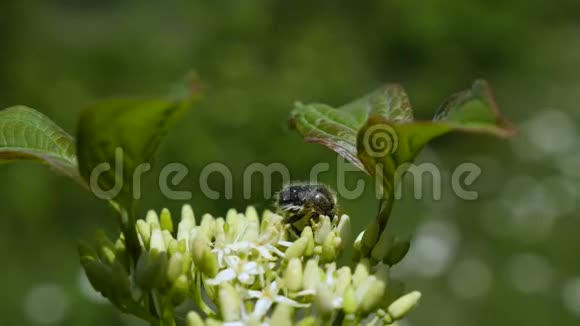 一只甲虫坐在开花上视频的预览图