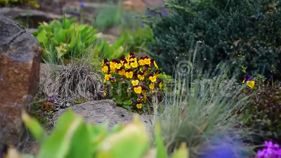 花园里的紫罗兰花在风中摇曳视频的预览图