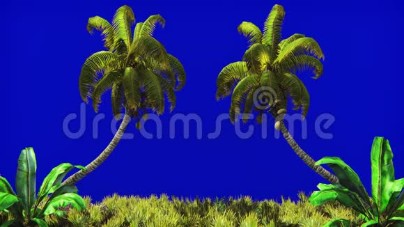 蓝屏风中棕榈树和热带植物的枝条美丽的夏天循环的背景视频的预览图