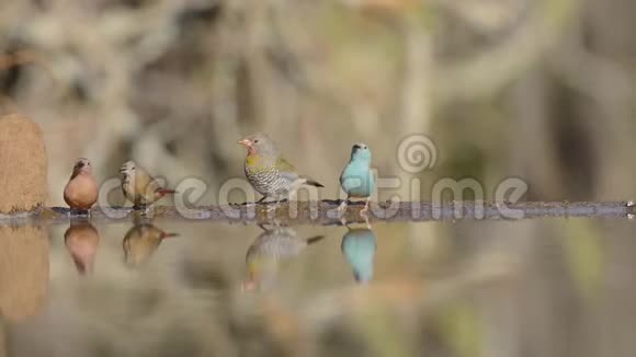 从镜面水坑喝水的小鸟上模糊的近景视频的预览图