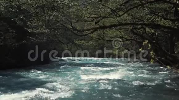 河水在森林中流淌碧水在阳光下闪耀视频的预览图