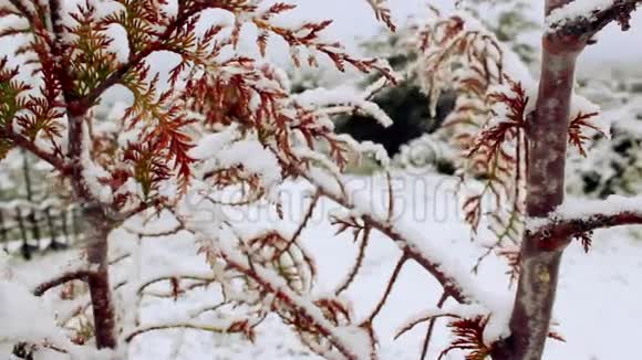 雪中一棵树的枝视频的预览图