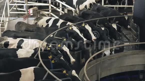 在农场自动挤奶奶牛视频的预览图