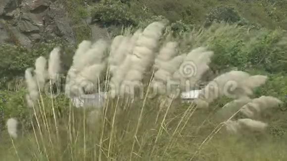 高大的潘帕斯草吹在风中视频的预览图