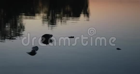 日落时分一只野鸭在平静美丽的水域摩擦羽毛视频的预览图