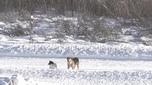 在冬天的路上流浪狗视频的预览图