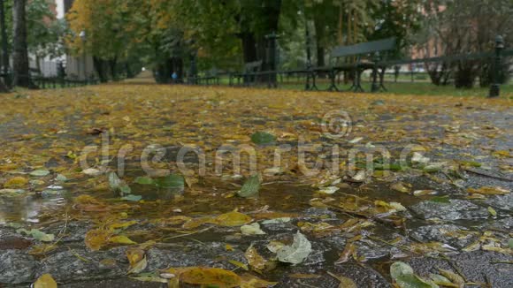 公园里的树叶和雨视频的预览图