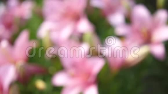 花园里的花粉色丽丽雅花序大视频的预览图