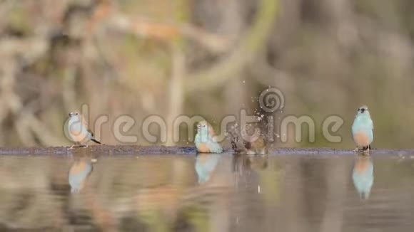 放大的稳定的低角度的模糊的近景的小鸟从镜面水坑饮水视频的预览图