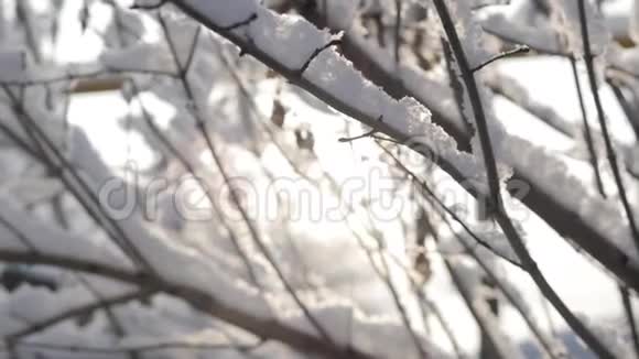 雪缓慢地落在无叶的树枝上冬季圣诞节背景视频的预览图