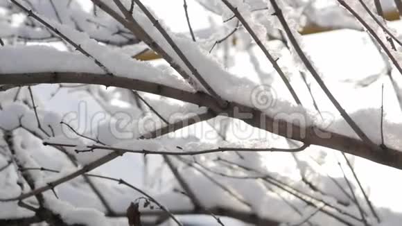 雪缓慢地落在无叶的树枝上冬季圣诞节背景视频的预览图