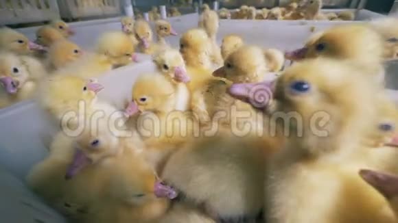 许多小鸭子坐在一个特殊的农场的盒子里关门视频的预览图