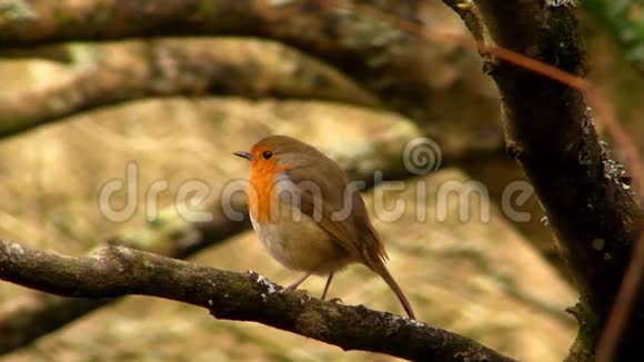 小可爱的小橙色鹦鹉坐在绿树枝上在美妙的近景中观察野生自然视频的预览图