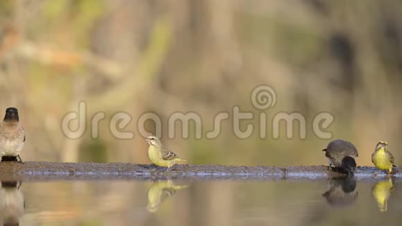 漂亮的稳定的低角度的模糊的近景的小鸟从镜面水坑喝水视频的预览图