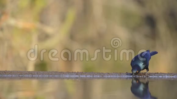 静止的低角度模糊的近景小鸟从镜面水坑饮水视频的预览图