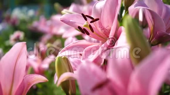 花园里的花粉色丽丽雅花序大视频的预览图