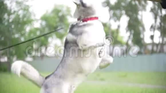 男人在公园里玩哈士奇狗跳慢动作视频的预览图