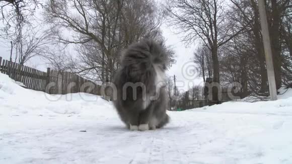 大雪中的大灰猫冬视频的预览图