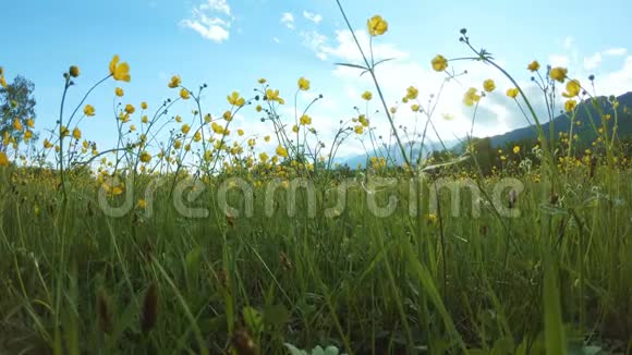 田野上的黄色野花视频的预览图