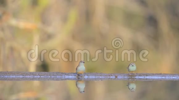 难以置信的稳定的低角度的模糊的近景的小鸟从镜面水坑喝水视频的预览图
