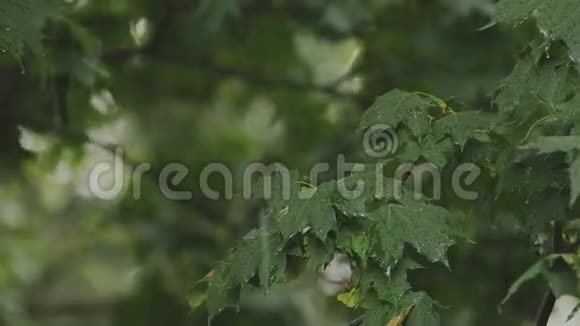 雨天的背景雨滴从天空倾泻到树叶上视频的预览图