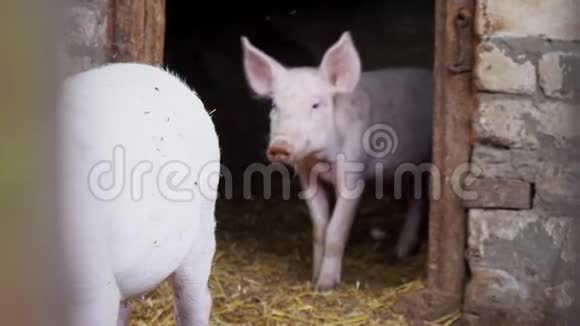 两只小白猪从猪舍里出来小猪视频的预览图