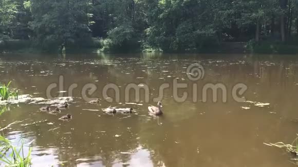 鸭子和小鸭子在森林里的湖里游泳人们给鸭子喂面包视频的预览图