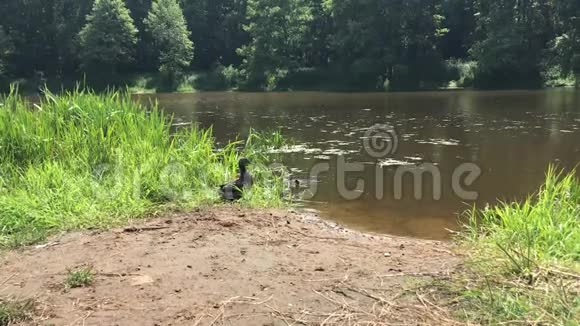 鸭子和小鸭子在森林里的湖里游泳人们给鸭子喂面包视频的预览图