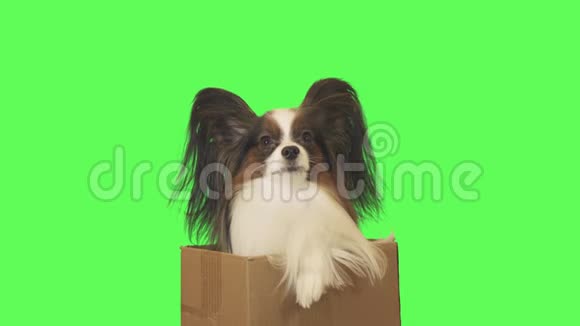 纸板箱里的漂亮狗狗帕皮隆正在看绿色背景下的镜头录像视频的预览图
