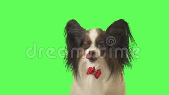 美丽的狗帕皮龙带着红色的蝴蝶结看着镜头在绿色背景的股票视频视频的预览图