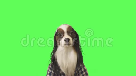 漂亮的狗狗帕皮隆穿着带罩的衣服看着绿色背景的镜头视频视频的预览图