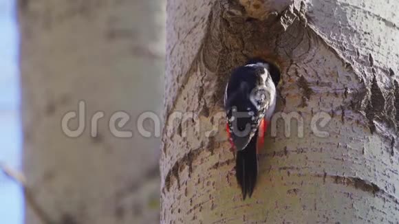 大的啄木鸟主要是在树干上做一个空心的树视频的预览图