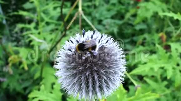 白色球形花上的蜜蜂视频的预览图