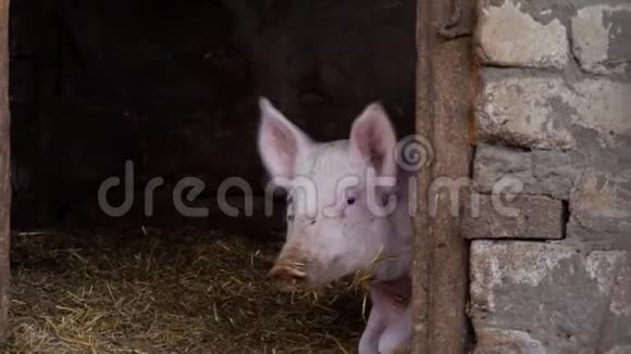两只小白猪从猪舍里出来小猪视频的预览图