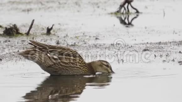 鸟女加加尼斯帕图拉奎杜拉走过沼泽视频的预览图