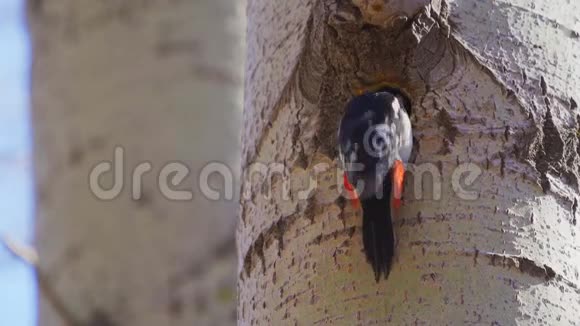 大的啄木鸟主要是在树干上做一个空心的树视频的预览图