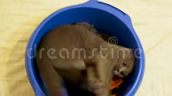 舀子折叠小猫在蓝碗里玩耍的游戏录像视频的预览图