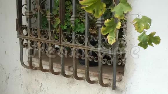 葡萄藤生长在古色古香的窗户上视频的预览图