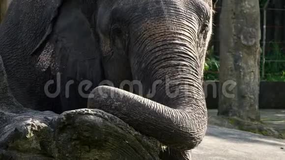 大象的慢动作在动物园吃草靠近亚洲象视频的预览图